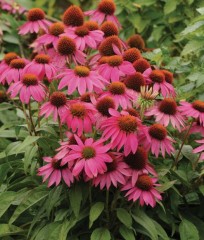 Echinacea purpurea Pow Wow Wild Berry