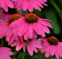 Echinacea purpurea Pow Wow Wild Berry