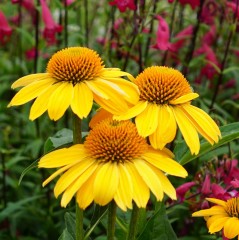 Echinacea Sombrero Lemon Yellow Improved