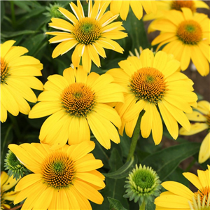 Echinacea Sombrero Lemon Yellow Improved