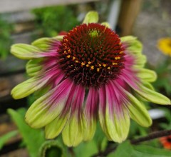 Echinacea Sweet Sandia