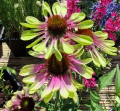 Echinacea Sweet Sandia