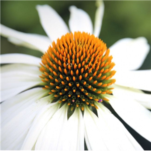 Echinacea purpurea White Swan