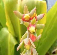 Echeveria secunda var. glauca