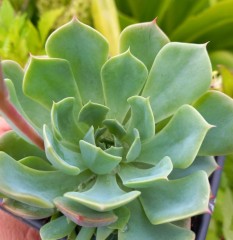 Echeveria secunda var. glauca