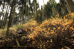 Edgeworthia chrysantha Grandiflora