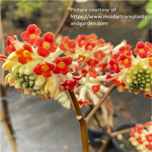 Edgeworthia chrysantha Red Dragon