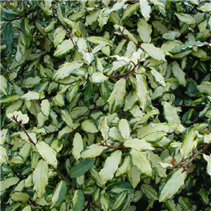 Elaeagnus pungens Coastal Gold