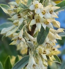 Elaeagnus umbellata