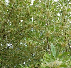 Elaeagnus umbellata