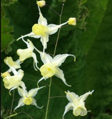 Epimedium Flowers of Sulphur