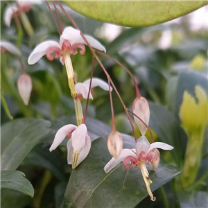 Epimedium dolichostemon