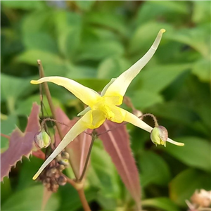 Epimedium Sphinx Twinkler