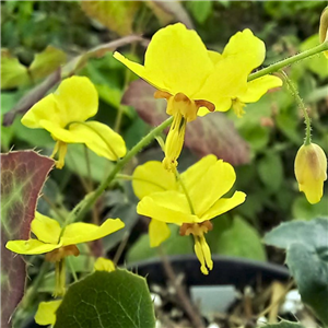 Epimedium perralderianum Weihnstephan