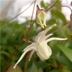 Epimedium grandiflorum White Queen