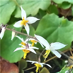 Epimedium stellatum Wudang Star