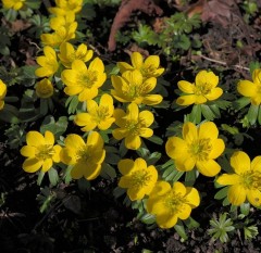 Eranthis hyemalis (Winter Aconite)