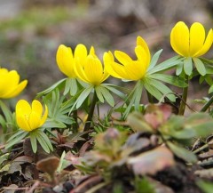 Eranthis hyemalis (Winter Aconite)