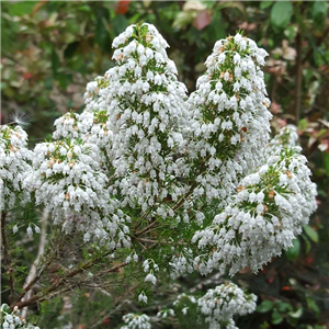 Erica arborea