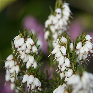 Erica darleyensis White