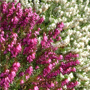 Erica darleyensis Mixed