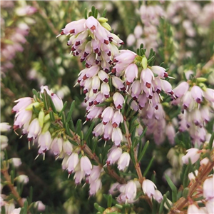 Erica darleyensis Pale Pink