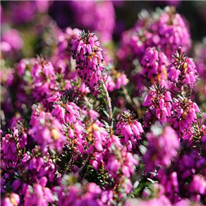 Erica carnea Red