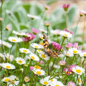 Erigeron karvinskianus Blutenmeer