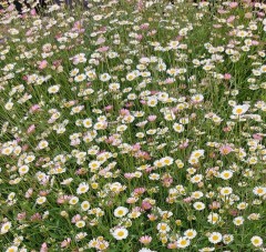 Erigeron karvinskianus