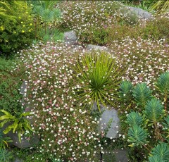 Erigeron karvinskianus Profusion