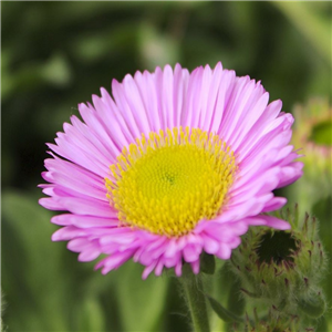 Erigeron speciosus Pink Jewel