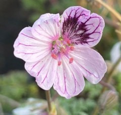 Erodium Frans Delight