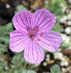 Erodium Milly