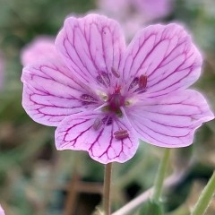 Erodium Milly