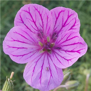 Erodium Tiny Kyni