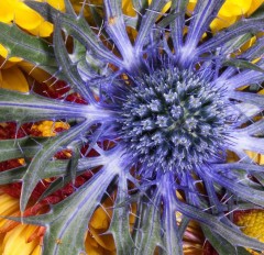 Eryngium zabelii Big Blue