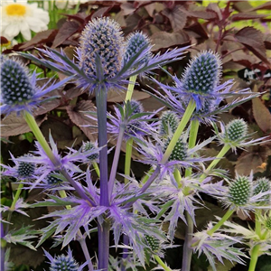 Eryngium zabelii Big Blue