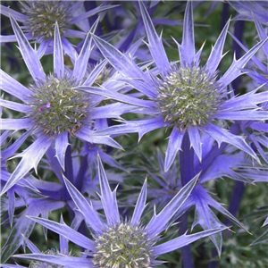 Eryngium amethystinum