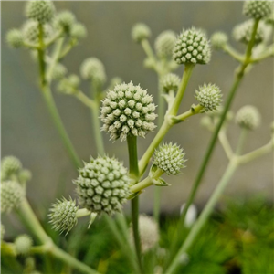 Eryngium eburneum