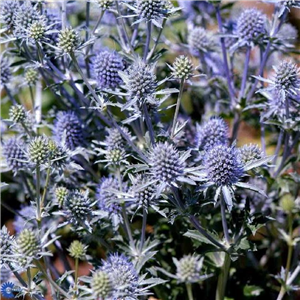 Eryngium planum Fluella