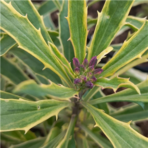 Erysimum Stars and Stripes