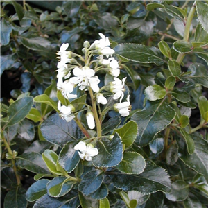 Escallonia Iveyi