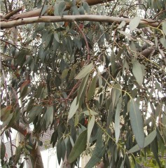 Eucalyptus gunnii