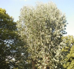 Eucalyptus gunnii