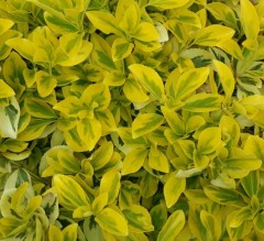 Euonymus fortunei Emerald n Gold