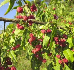 Euonymus europaeus