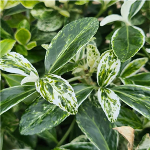 Euonymus japonicus Pierrolino