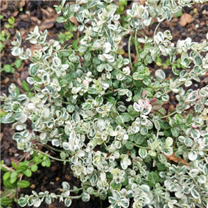 Euonymus fortunei Silver Carpet