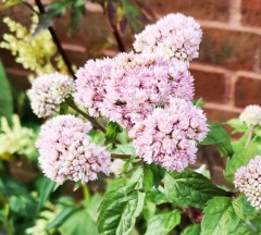 Eupatorium cannabinum Flore Pleno