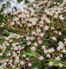 Eupatorium ligustrinum